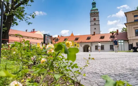 Kwiaty na pierwszym planie, w tle wieża ratuszowa i zabudowania na żywiec rynek.
