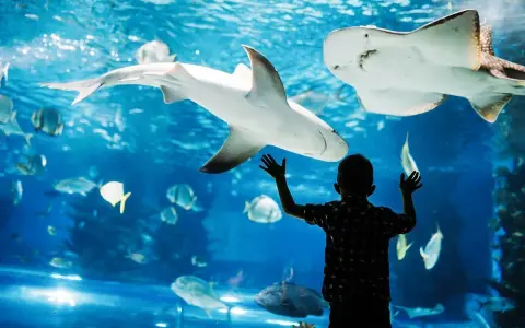 Chłopiec z zachwytem patrzy na rekiny i płaszczki w oceanarium w Walencji.