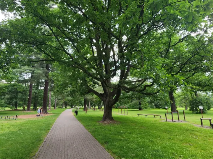 Świerklaniec park: aleja wśród zieleni, pod rozłożystym dębem, z siłownią plenerową i ławkami.