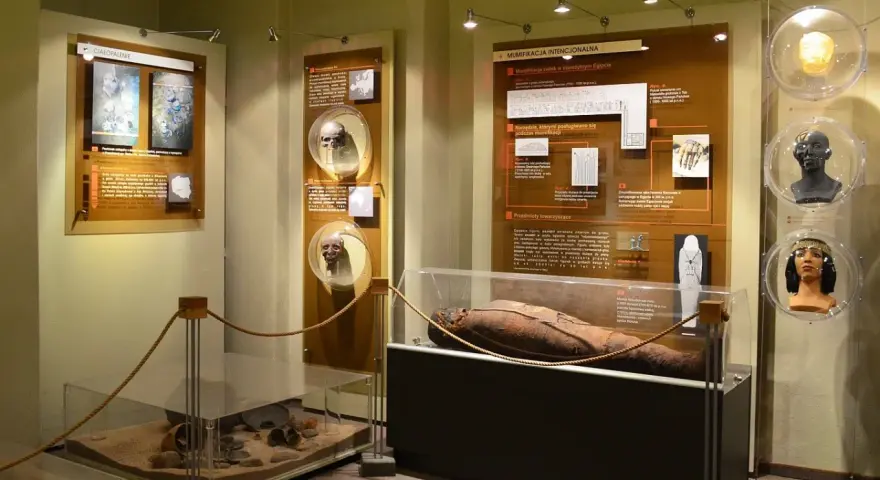 W muzeum człowieka we Wrocławiu zobaczysz mumię egipską, artefakty i rekonstrukcje czaszek.