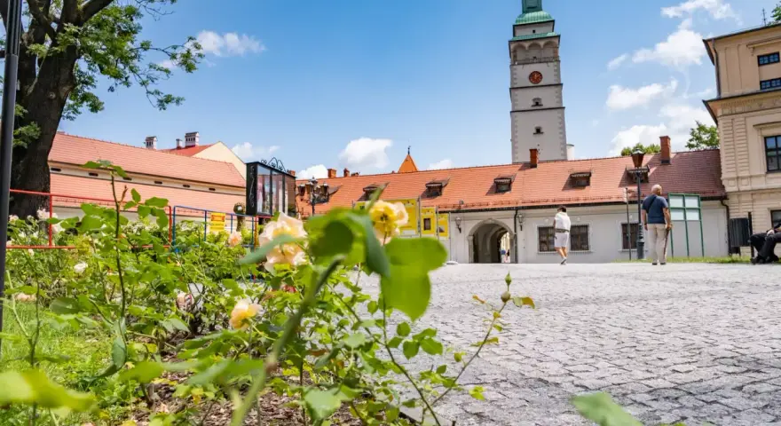 Kwiaty na pierwszym planie, w tle wieża ratuszowa i zabudowania na żywiec rynek.