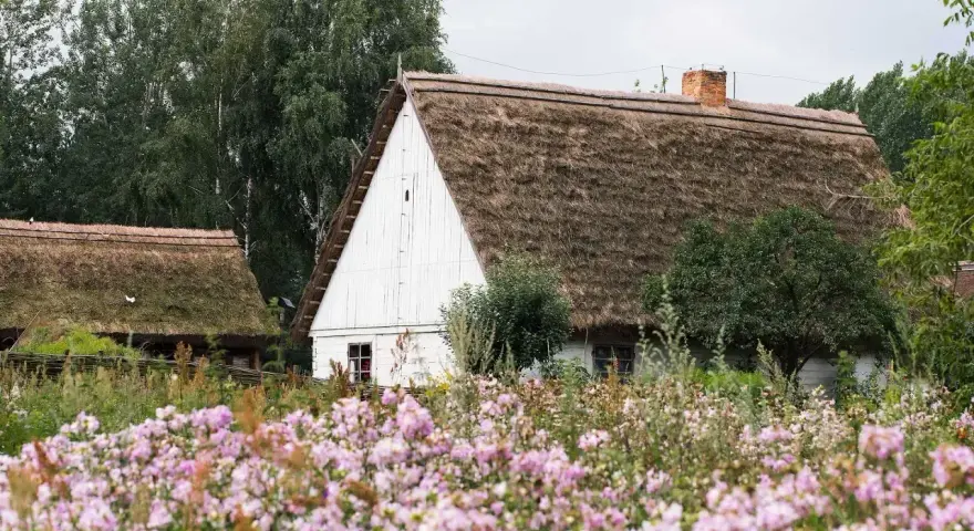 Skansen kujawsko pomorski: białe chaty z krytymi strzechą dachami, otoczone kwitnącym ogrodem.