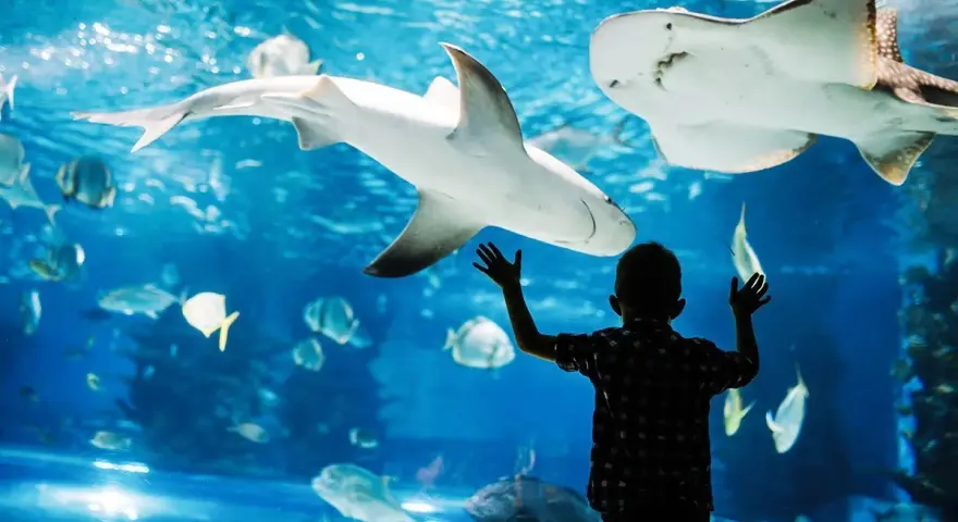 Chłopiec z zachwytem patrzy na rekiny i płaszczki w oceanarium w Walencji.